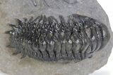 Detailed Crotalocephalina Trilobite - Atchana, Morocco #359586-1